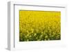 Blooming Rape Field in France-By-Framed Photographic Print