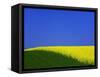 Blooming Rape Plant Field-Walter Geiersperger-Framed Stretched Canvas