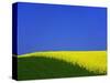 Blooming Rape Plant Field-Walter Geiersperger-Stretched Canvas