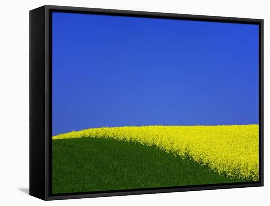 Blooming Rape Plant Field-Walter Geiersperger-Framed Stretched Canvas