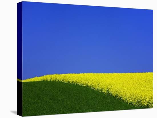 Blooming Rape Plant Field-Walter Geiersperger-Stretched Canvas