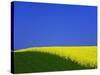 Blooming Rape Plant Field-Walter Geiersperger-Stretched Canvas