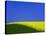 Blooming Rape Plant Field-Walter Geiersperger-Stretched Canvas