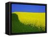 Blooming Rape Plant Field-Walter Geiersperger-Framed Stretched Canvas