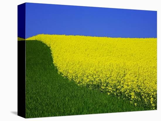 Blooming Rape Plant Field-Walter Geiersperger-Stretched Canvas