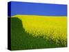 Blooming Rape Plant Field-Walter Geiersperger-Stretched Canvas