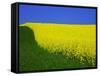 Blooming Rape Plant Field-Walter Geiersperger-Framed Stretched Canvas