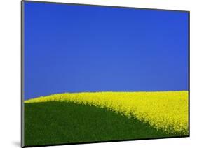 Blooming Rape Plant Field-Walter Geiersperger-Mounted Photographic Print