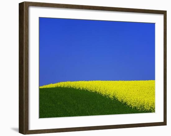 Blooming Rape Plant Field-Walter Geiersperger-Framed Photographic Print