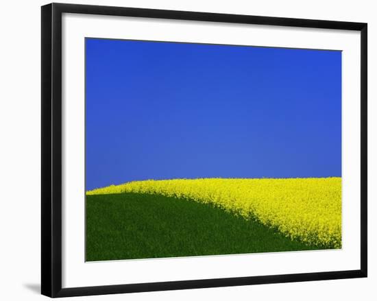 Blooming Rape Plant Field-Walter Geiersperger-Framed Photographic Print