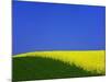 Blooming Rape Plant Field-Walter Geiersperger-Mounted Photographic Print