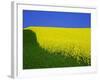 Blooming Rape Plant Field-Walter Geiersperger-Framed Photographic Print