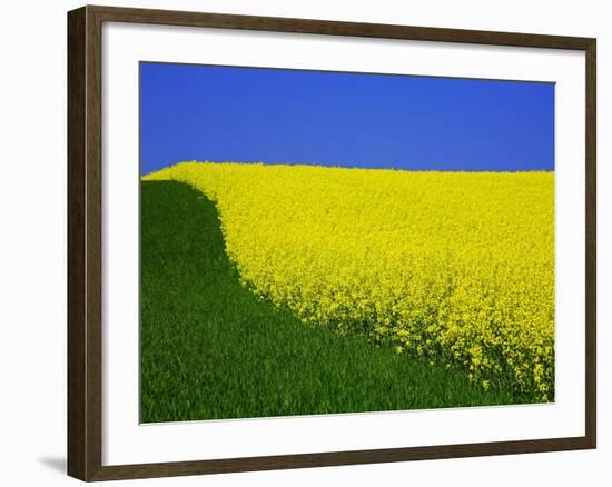 Blooming Rape Plant Field-Walter Geiersperger-Framed Photographic Print