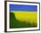 Blooming Rape Plant Field-Walter Geiersperger-Framed Photographic Print