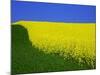 Blooming Rape Plant Field-Walter Geiersperger-Mounted Photographic Print