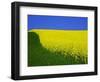 Blooming Rape Plant Field-Walter Geiersperger-Framed Photographic Print