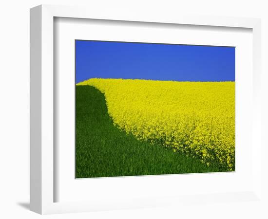 Blooming Rape Plant Field-Walter Geiersperger-Framed Photographic Print