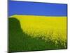 Blooming Rape Plant Field-Walter Geiersperger-Mounted Photographic Print