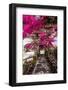 Blooming Red Bougainvillea Flowers in Santorini Island.-wjarek-Framed Photographic Print