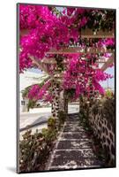 Blooming Red Bougainvillea Flowers in Santorini Island.-wjarek-Mounted Photographic Print