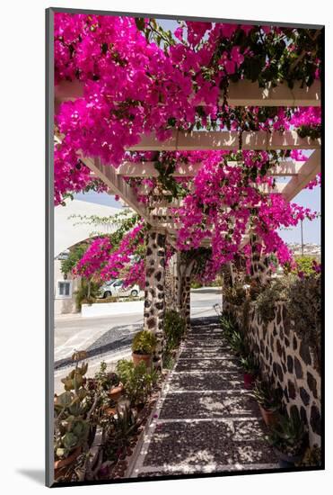 Blooming Red Bougainvillea Flowers in Santorini Island.-wjarek-Mounted Photographic Print
