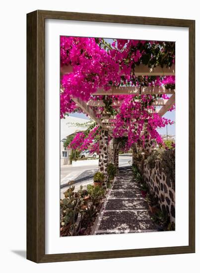 Blooming Red Bougainvillea Flowers in Santorini Island.-wjarek-Framed Photographic Print