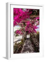 Blooming Red Bougainvillea Flowers in Santorini Island.-wjarek-Framed Photographic Print