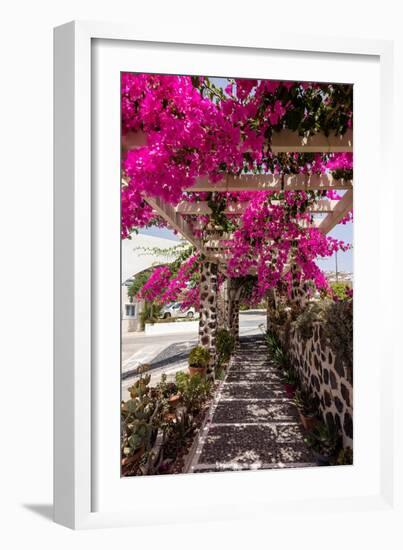 Blooming Red Bougainvillea Flowers in Santorini Island.-wjarek-Framed Photographic Print