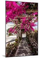 Blooming Red Bougainvillea Flowers in Santorini Island.-wjarek-Mounted Photographic Print