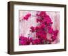 Blooming Red Bougainvillea Flowers in Santorini Island.-wjarek-Framed Photographic Print