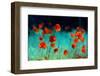 Blooming Red Poppies in a Field in Spring in Nature on a Turquoise Background with Soft Focus, Macr-null-Framed Photographic Print