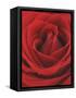 Blooming Red Rose-null-Framed Stretched Canvas