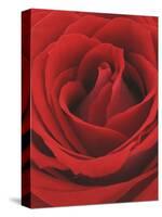 Blooming Red Rose-null-Stretched Canvas