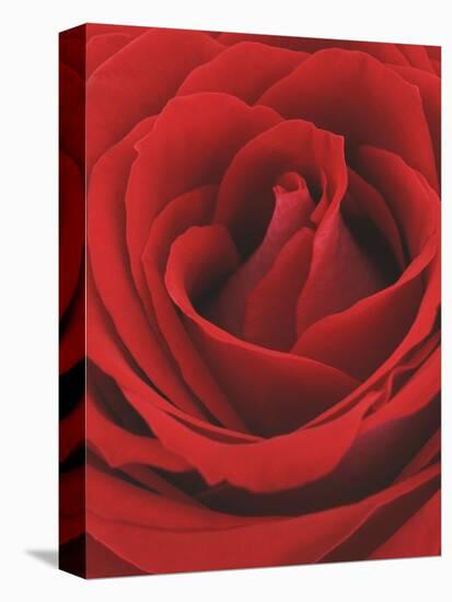 Blooming Red Rose-null-Stretched Canvas