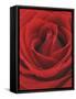 Blooming Red Rose-null-Framed Stretched Canvas