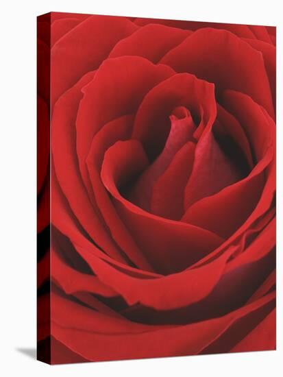 Blooming Red Rose-null-Stretched Canvas