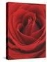 Blooming Red Rose-null-Stretched Canvas