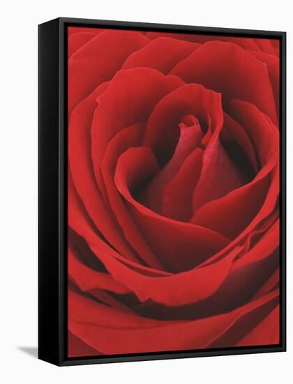 Blooming Red Rose-null-Framed Stretched Canvas