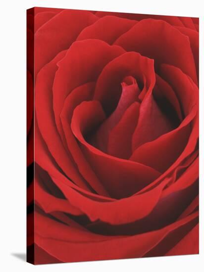 Blooming Red Rose-null-Stretched Canvas