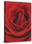 Blooming Red Rose-null-Stretched Canvas