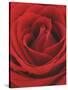 Blooming Red Rose-null-Stretched Canvas