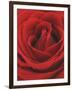 Blooming Red Rose-null-Framed Premium Photographic Print