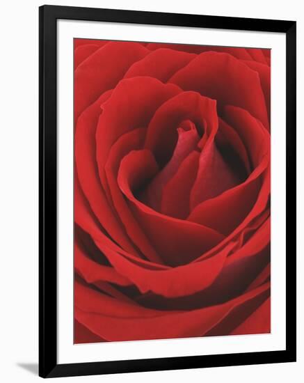 Blooming Red Rose-null-Framed Premium Photographic Print