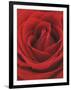 Blooming Red Rose-null-Framed Premium Photographic Print