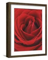 Blooming Red Rose-null-Framed Photographic Print