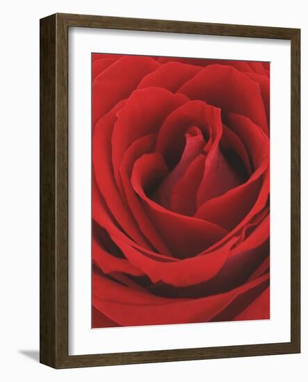 Blooming Red Rose-null-Framed Photographic Print