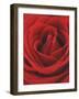 Blooming Red Rose-null-Framed Photographic Print