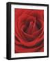 Blooming Red Rose-null-Framed Photographic Print