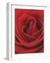 Blooming Red Rose-null-Framed Photographic Print