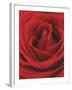 Blooming Red Rose-null-Framed Photographic Print